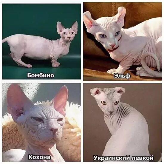 сфинкс канадский и донской различия. сфинкс донской и канадский разница. сфинкс канадский донской и петерболд. сфинкс донской и канадский отличия. сфинкс донской и канадский отличия.