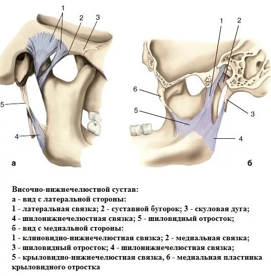 Связка бугорка. Внекапсульные связки височно нижнечелюстного сустава. клиновидно нижнечелюстная связка височно нижнечелюстного сустава. связки укрепляющие височно-нижнечелюстной сустав. внутрикапсульные связки височно-нижнечелюстного сустава.