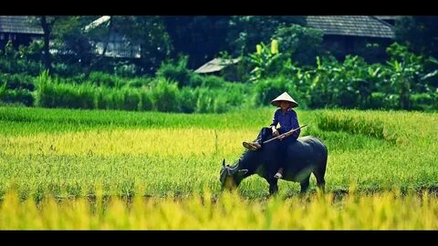 It was mild phamhoang anh