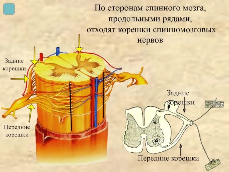 Передние корешки спинного мозга нерва