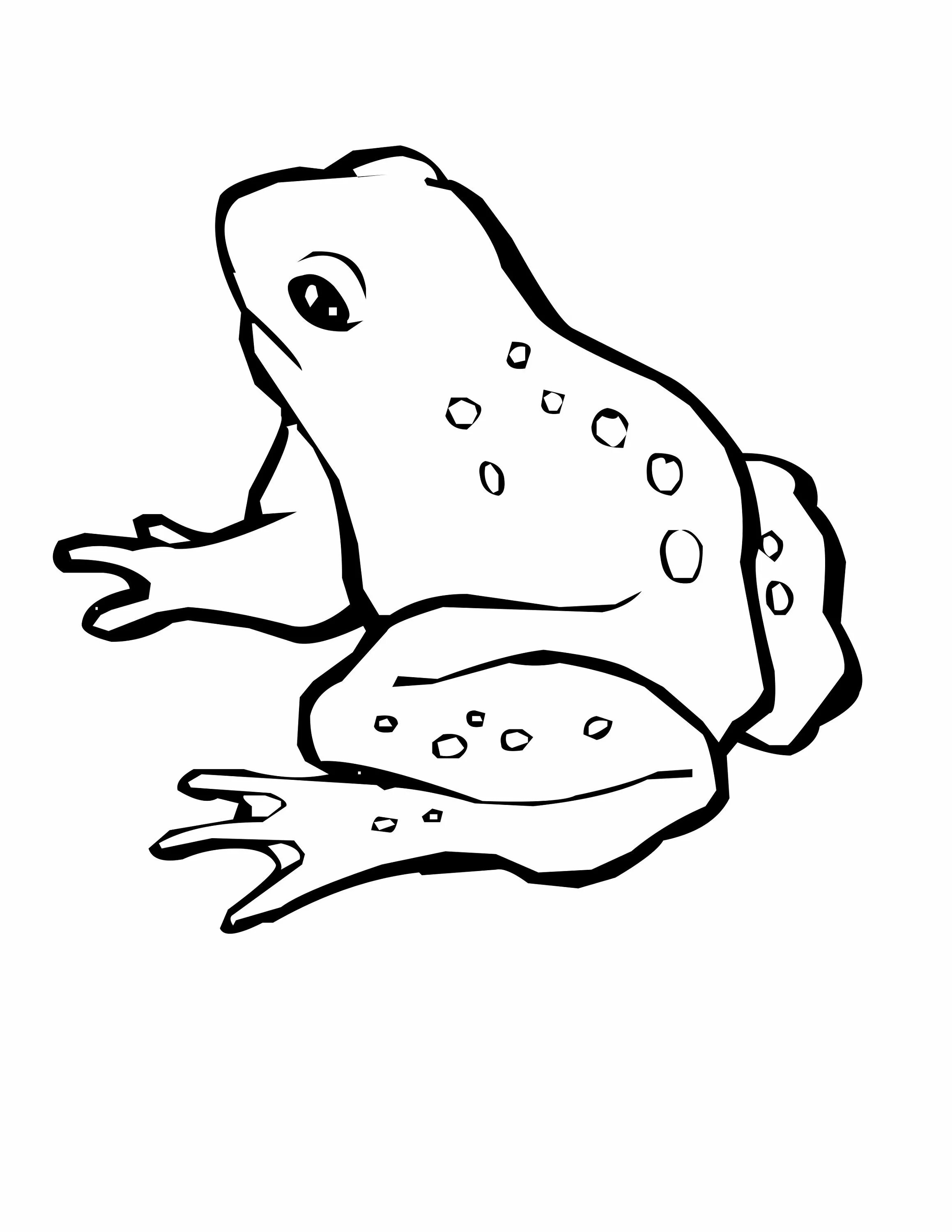 Лягушка рисунок черно белый. Лягушонок раскраска. Лягушка рисунок черно белый. Лягушка раскраска. Лягушка квакша.