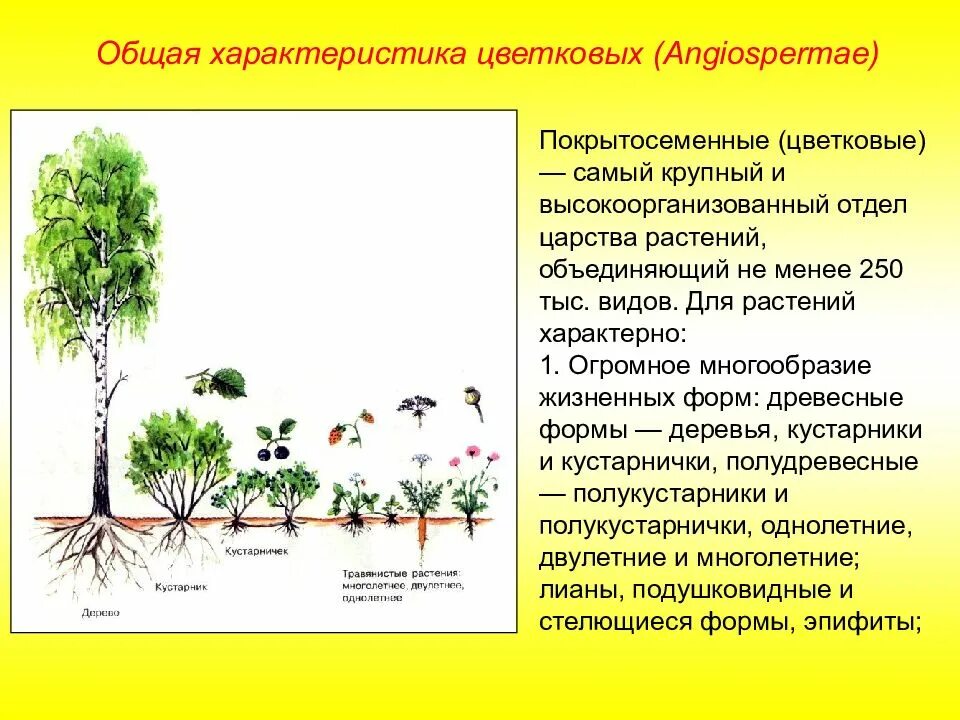 Жизненные формы цветковых. Характеристика жизненных форм растений. Общая характеристика цветковых растений. Жизненные формы покрытосеменных.