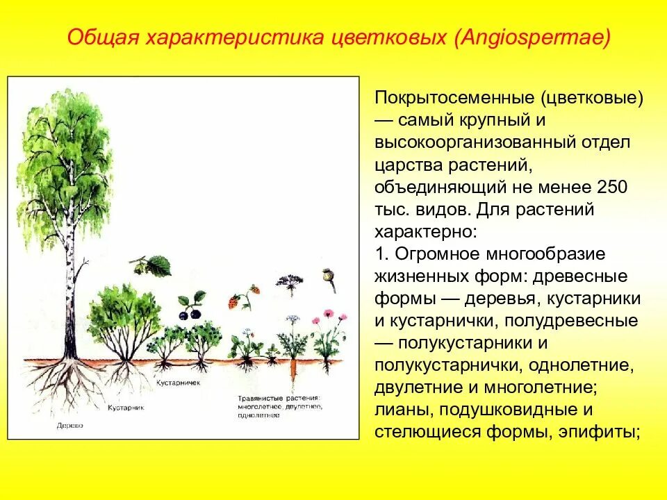 Преобладают жизненные формы деревья и кустарники. Характеристика цветковых растений. Жизненные формы цветковых. Характеристика жизненных форм растений. Общая характеристика покрытосеменных растений.