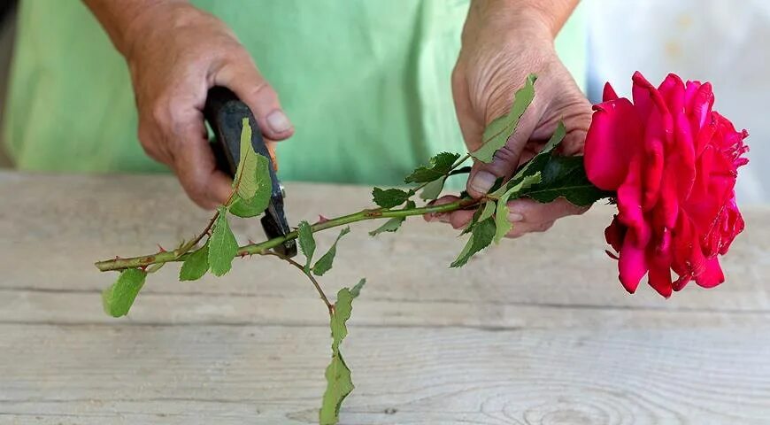 Как выращивать домашнюю розу