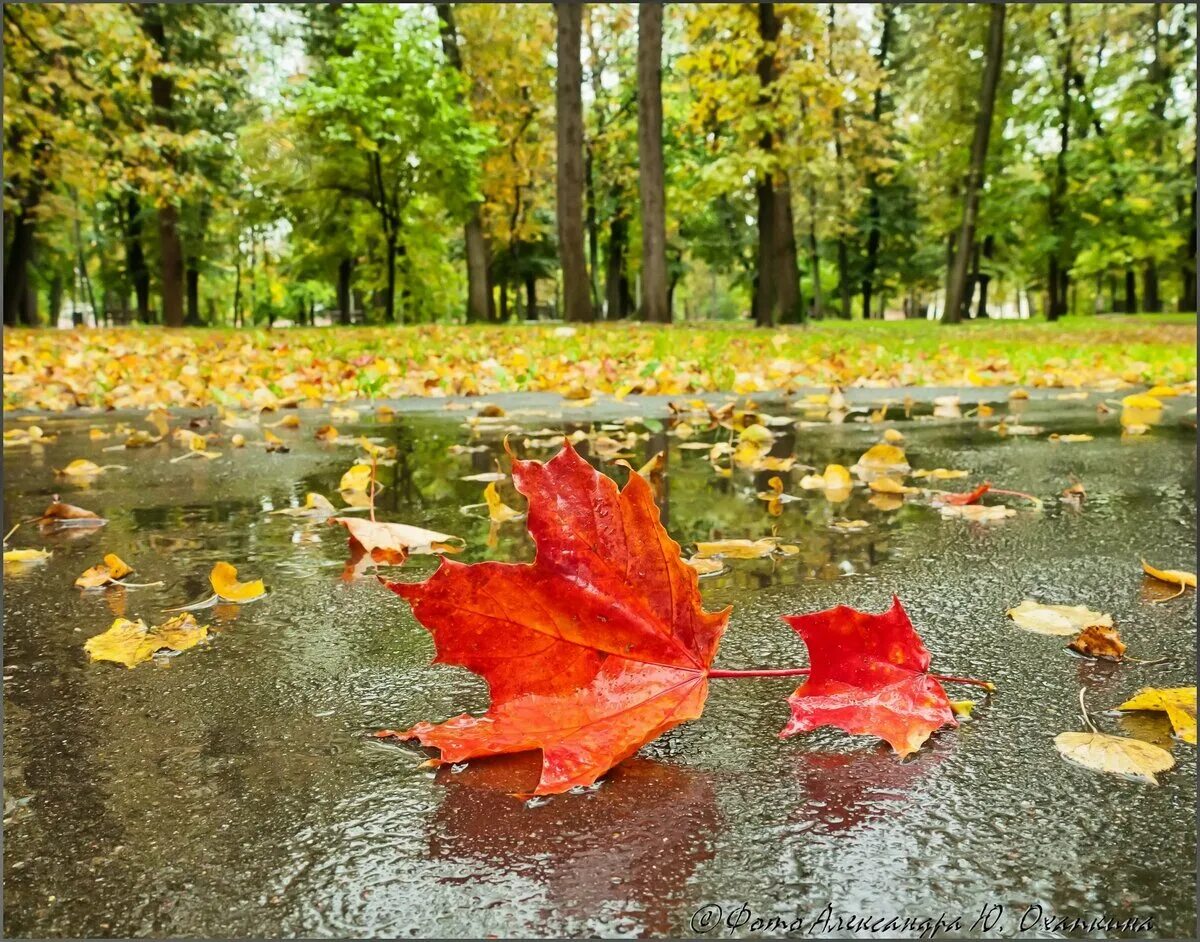 In autumn it is often. Дождливая осень. Осень дождик. Осень октябрь. Осенний ливень.