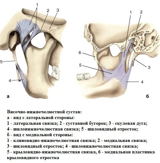 Внутрикапсульные связки височно-нижнечелюстного сустава. Внекапсульные связки височно нижнечелюстного сустава. Клиновидно нижнечелюстная связка височно нижнечелюстного сустава. Связки укрепляющие височно-нижнечелюстной сустав.