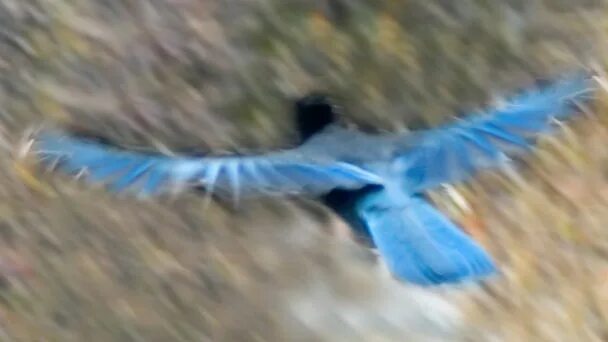 Синяя птица в горах Пальмира. Синяя птица наподобие орла. Синий шёпот синия птица Лонь Няо.