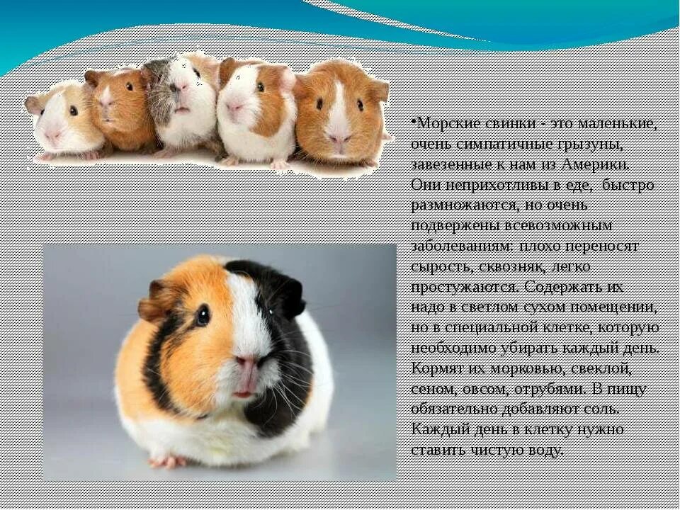 2014-08-25-11-17-26-5D3_9892 Cute guinea pigs, Guinea pigs, Guinea