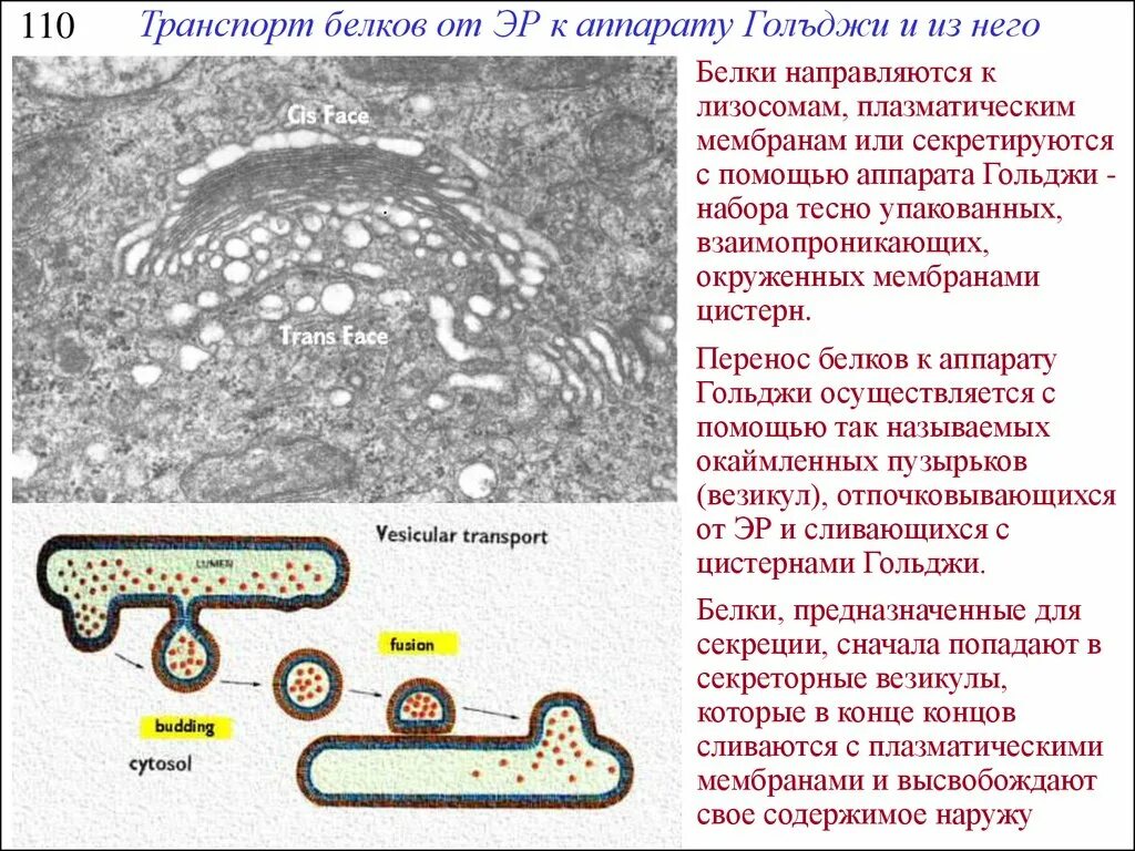 Лизосомы транспорт веществ. Транспорт белков из аппарата Гольджи. Транспорт белков к плазматической мембране. Транспорт белков внутри клетки. Транспортные белки мембраны.