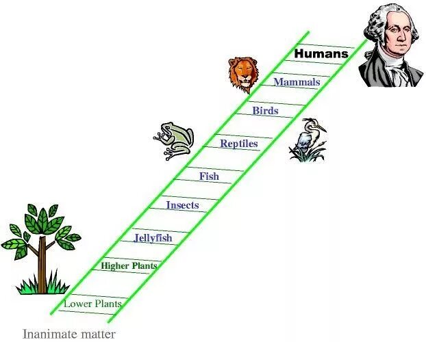 Лестница жизни кратко. Лестница природы Аристотеля. Лестница живых существ Аристотеля. Лестница эволюции. Лестница существ.
