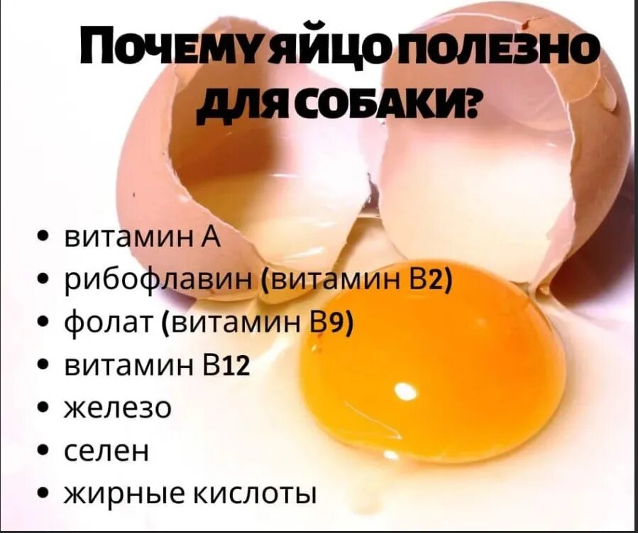 Можно ли щенкам давать яйцо. Можно ли собакам сырое яйцо. сырое яйцо можно давать собакам ?. можно ли давать яйца собаке. можно ли собакам сырые куриные яйца.