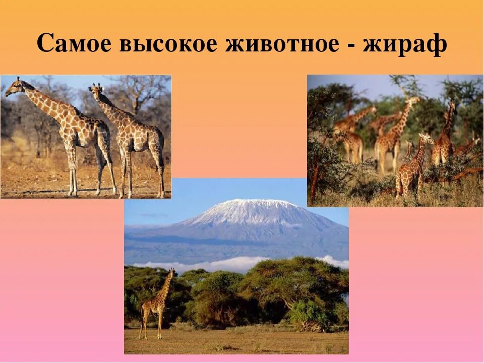 Африканская Саванна 2 класс. Наши проекты. Африканская Саванна.. Самый высокое животное саванны. Животные саванны проект.