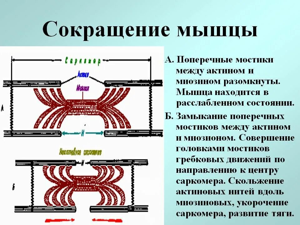 Сокращение мышц. Мышечное сокращение. Как сокращаются мышцы. Причина сокращения мышц. Какой ток вызывает сокращение мышц