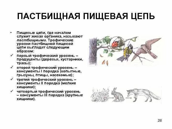 Последовательность звеньев в цепи выедания. Пищевую цепочку выедания ( пастбищную)\. Детритная и пастбищная цепь. Пастбищные и детритные цепи питания. Пастбищная цепь и цепь выедания.