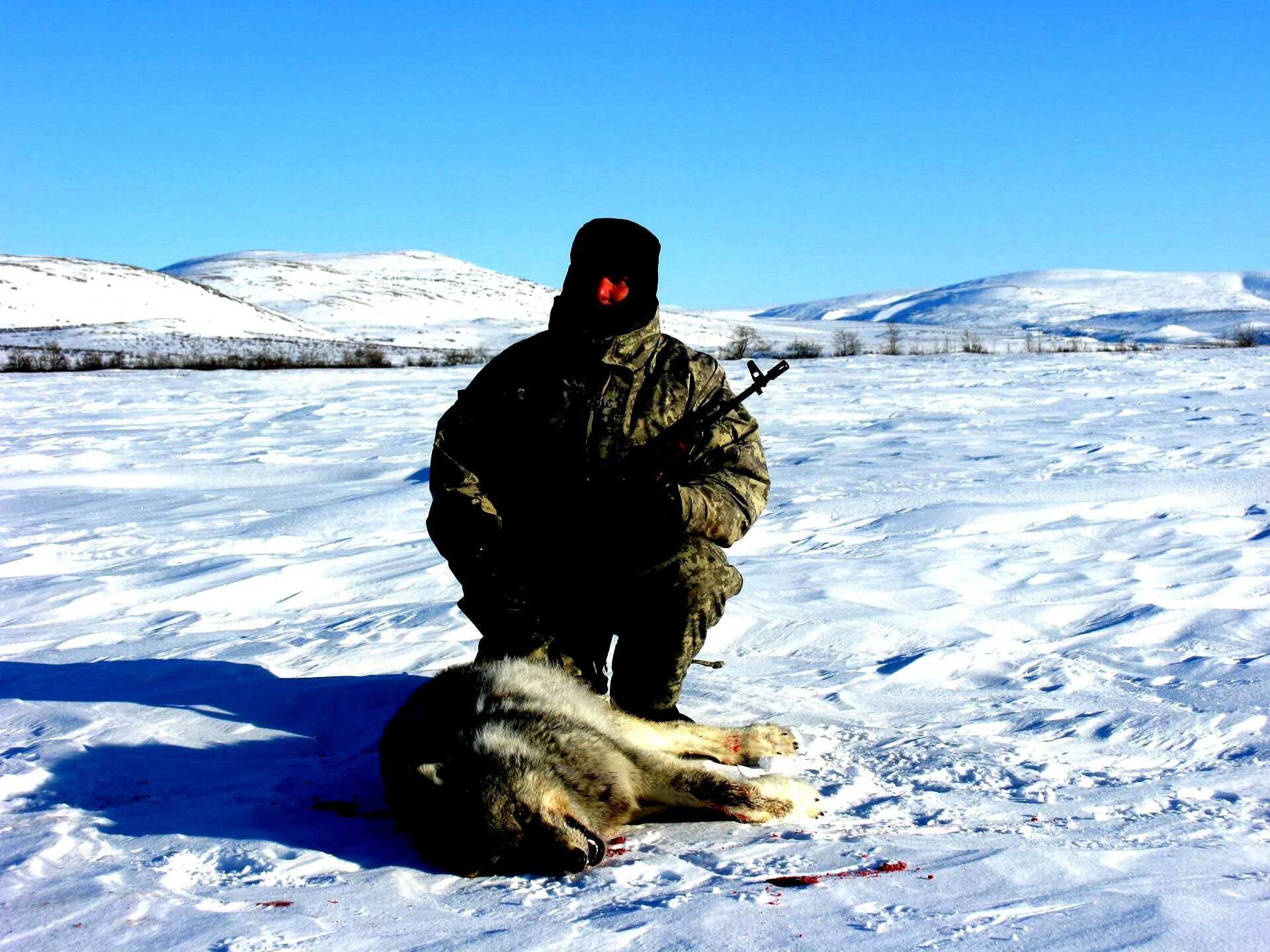 Охота и рыбалка на севере видео. Охота на волка в Сибири Красноярск. Охота на Пушного зверя в тундре.