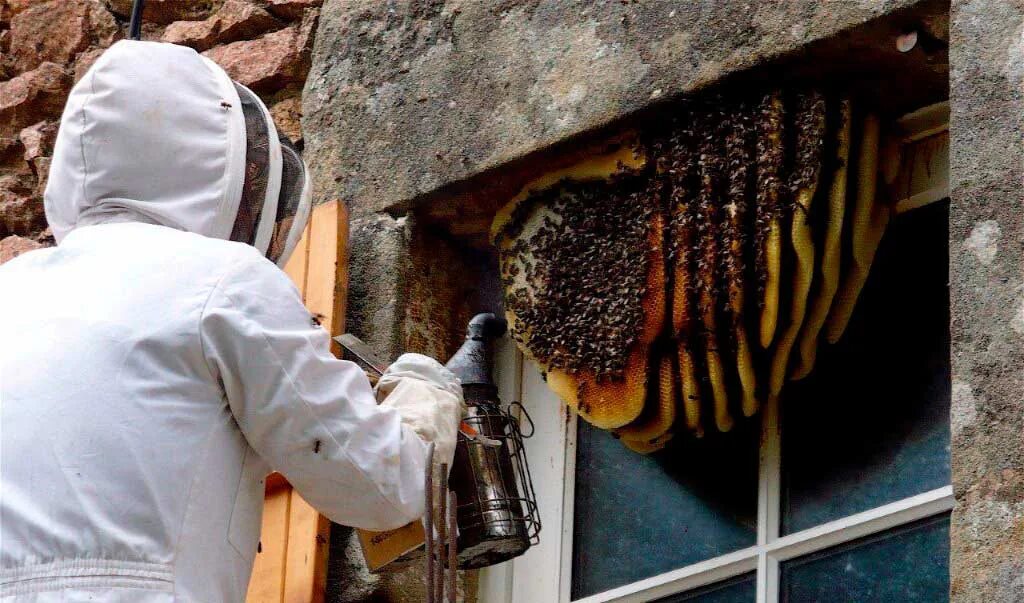 Обработка от ос. Обработка от ос. Москитол спрей от осиных гнёзд. Обработка от ос. Осиное гнездо и гнездо шершней.