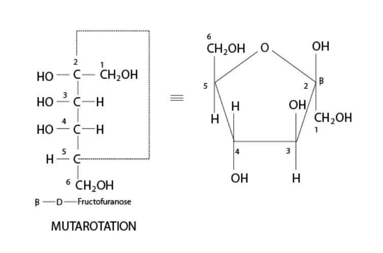 Мутаротация фруктозы. Мутаротация фруктозы схема. Мутаротация на примере д фруктозы. Л фруктоза формула. Бета фруктоза
