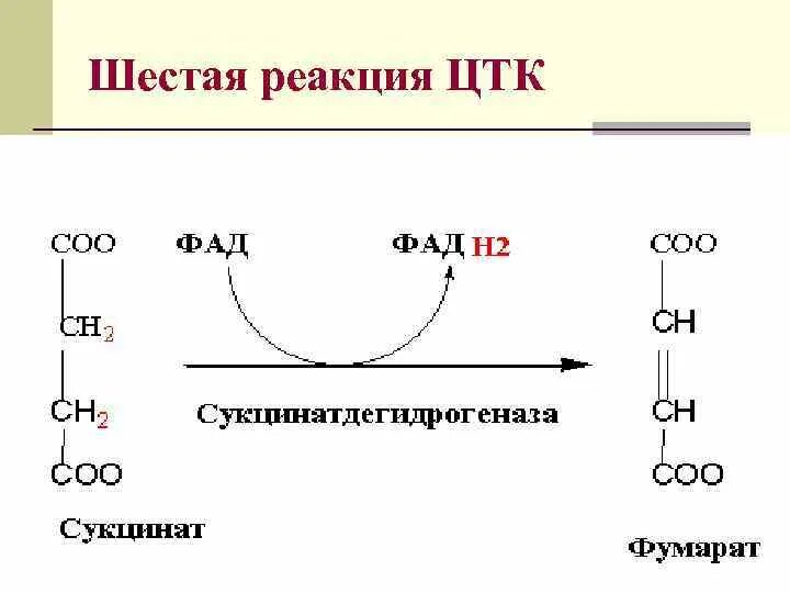 Седьмая реакция ЦТК. Цикл трикарбоновых кислот реакции. Шестая реакция ЦТК. 1 Реакция ЦТК. Осуществление реакций цикла трикарбоновых кислот