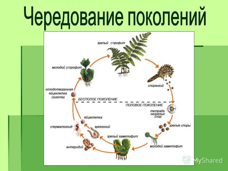 Бесполое и половое поколение растений