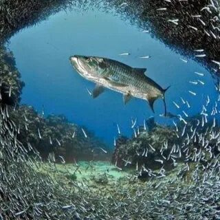 Dancing fish