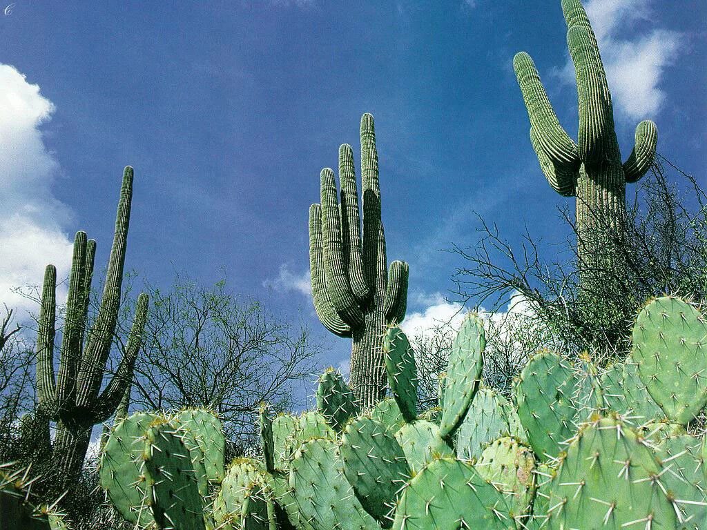 Mexican cactus. Опунция Кактус Мексика. Кактус Нопаль в Мексике. Кактус Сагуаро Северной Америки. Опунция Северной Америки.