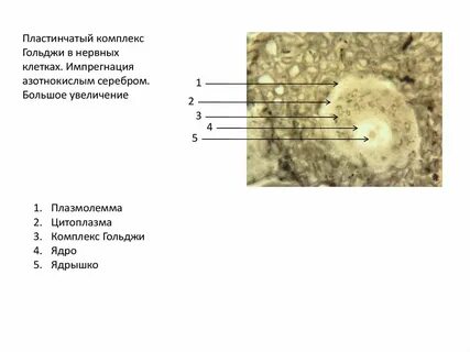 Цитоплазма гольджи