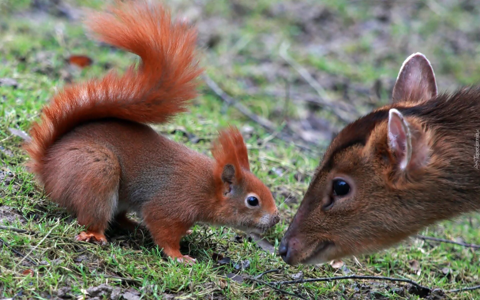 зайцы меняют окраску зимой и летом. симбиоз конкуренция нейтрализм. какие отношения между зайцем и белкой. какие отношения между зайцем и белкой. взаимоотношения животных нейтрализм.