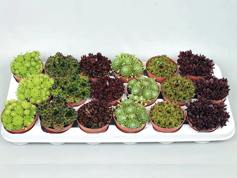 Микс 12. Семпервивум микс. Крассула микс d12 h15. Молодило микс Sempervivum Mix. Семпервивум - микс (Sempervivum Mix).