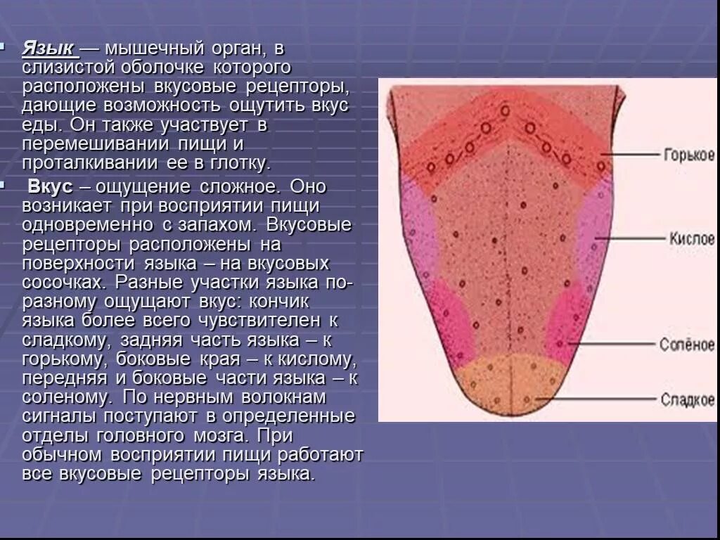 Язык описание органа. Биология 8 класс и вкусовой Рецептор. Язык орган чувств. Строение языка вкусовые.