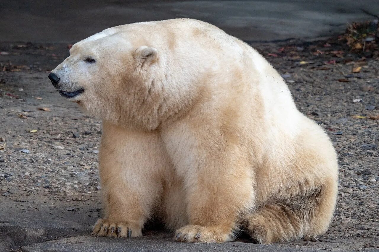 Толще белая. Толстый медведь. Толстый белый медведь. Толстенький Медвежонок. Пухлый медведь.