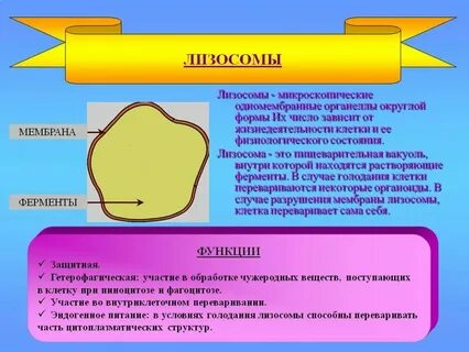 Вакуоль и лизосома