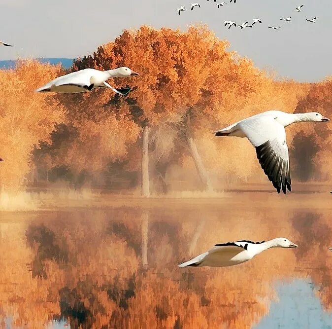 Птицы улетают осенью песня. Птицы улетают на Юг. Птицы улетающие на Юг осенью. Птицы улетают на Юг картинки для детей. Когда птицы улетают на Юг осенью.