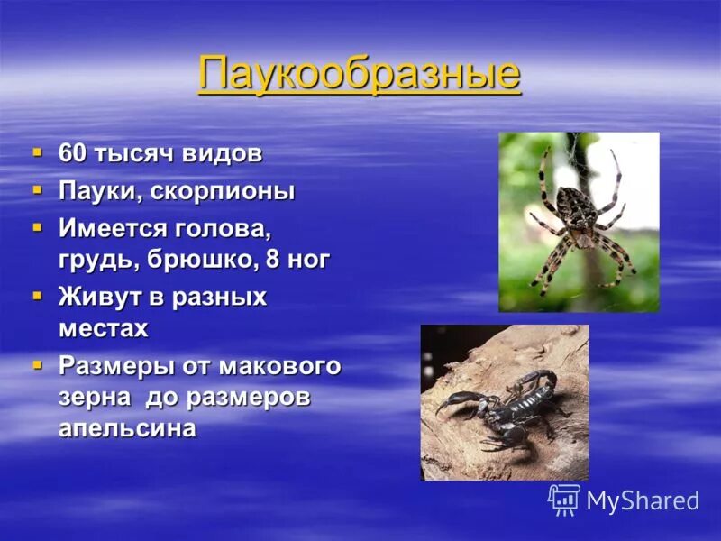 Сообщение на тему разнообразие животных