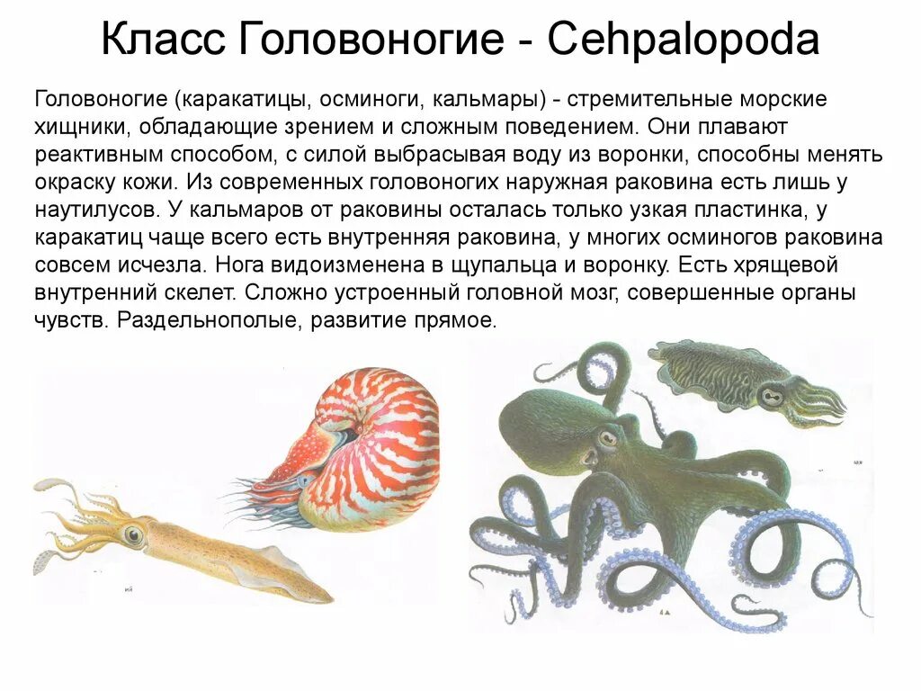 Характеристика класса головоногие. Класс головоногие. класс головоногие моллюски. мускулатура головоногих. сообщение кратко на тему головоногие моллюски.