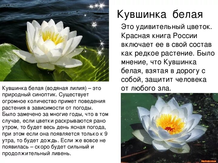 Водные занесенные в красную книгу