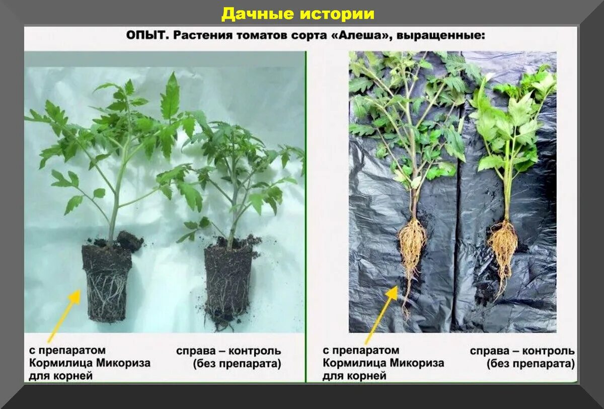 Можно ли микоризой поливать рассаду. Кормилица микориза 1 л. Удобрение кормилица микориза. Микориза для томатов. Микориза для рассады томатов.