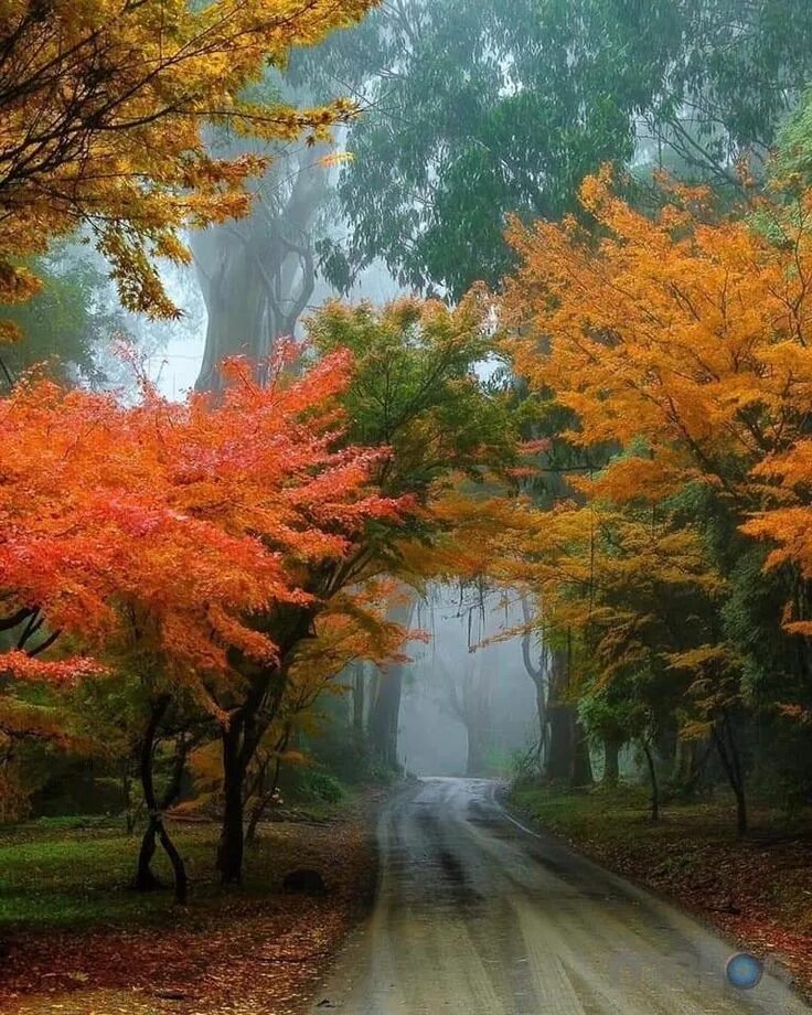 Красивая осень. Осенняя природа. Природа осенью. Прекрасная осень.