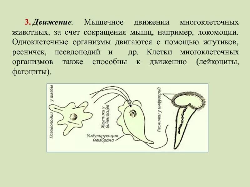 2 одноклеточных животных и 2 многоклеточных. Одноклеточные и многоклеточные организмы. движение одноклеточных организмов. передвижение многоклеточных животных. передвижение одноклеточных организмов.