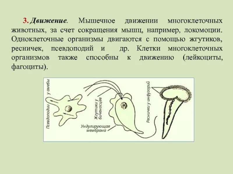 Одноклеточные и многоклеточные организмы. Движение одноклеточных организмов. Передвижение одноклеточных организмов. Одноклеточные и многоклеточные животные. Передвижение многоклеточных