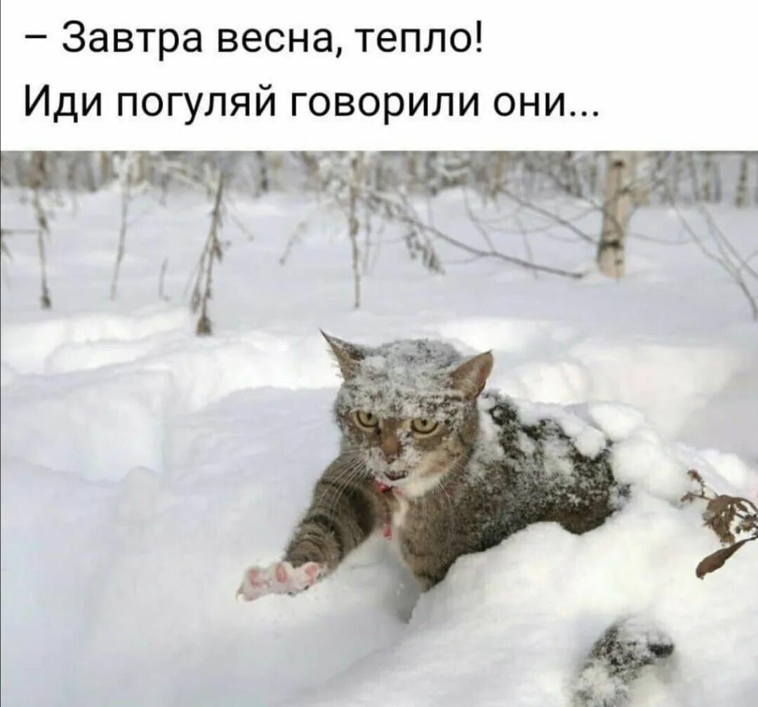 Снег в марте. Будет тепло говорили они. Детские картинки птицы. Коты греют зимой трубы. Приколы про горы.