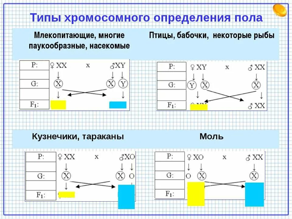 Когда происходит генетическое определение пола у человека. Типы хромосомного определения пола. Типы хромосомного определения пола таблица. Типы определения пола генетика. Хромосомный механизм определения пола.