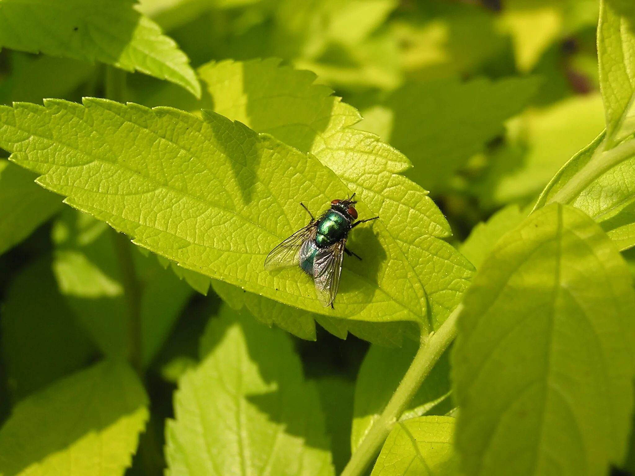 Мушки на растениях. Зеленая Муха. Зеленые мушки под листьями. Сухая природа. Зеленые болотистые летающие мушки.