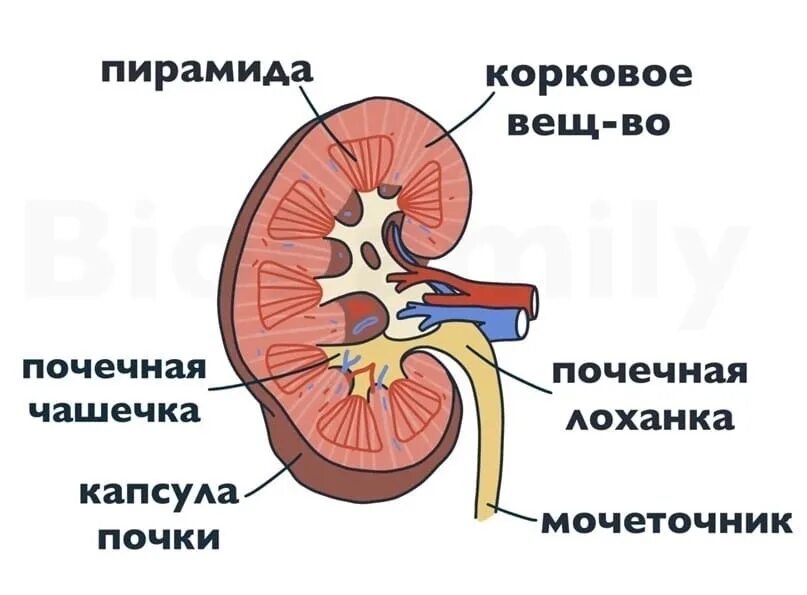 Почечная лоханка рисунок. Корковый слой почки строение. Почечная лоханка строение анатомия. Строение почки ЕГЭ. Почка строение анатомия ЕГЭ.