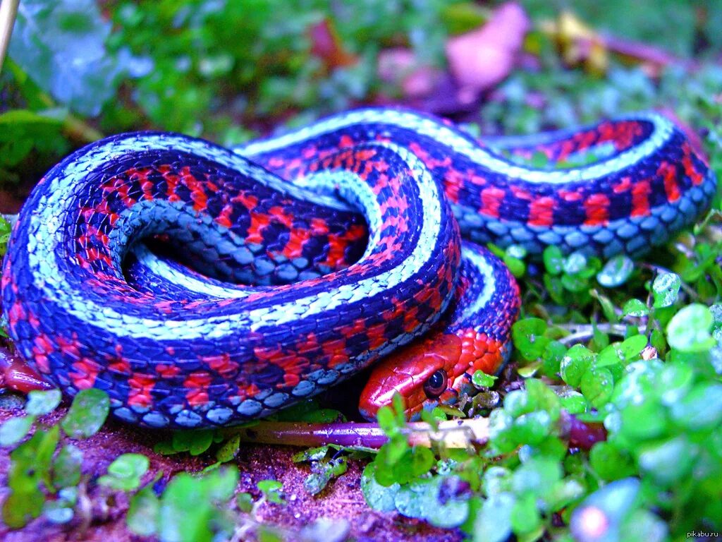 Калифорнийская подвязочная змея. Подвязочная змея (Thamnophis sirtalis). Королевская ошейниковая змея. Калифорнийская подвязочная змея ядовитая.