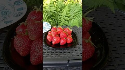 Клубника сизоже отзывы