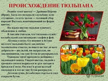 Язык цветов тюльпаны