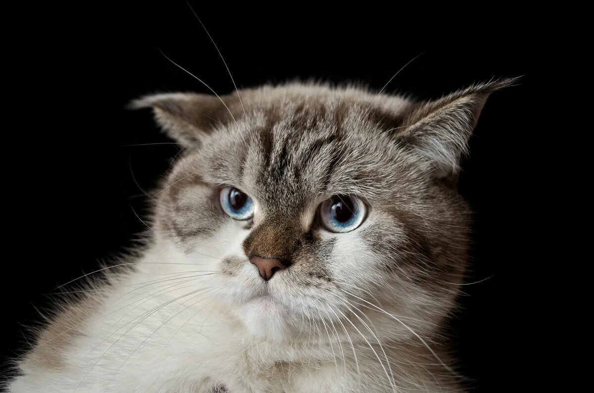 ну сейчас подойду. ну сейчас подойду. ну сейчас подойду. кот ест колбасу. щас подойду.