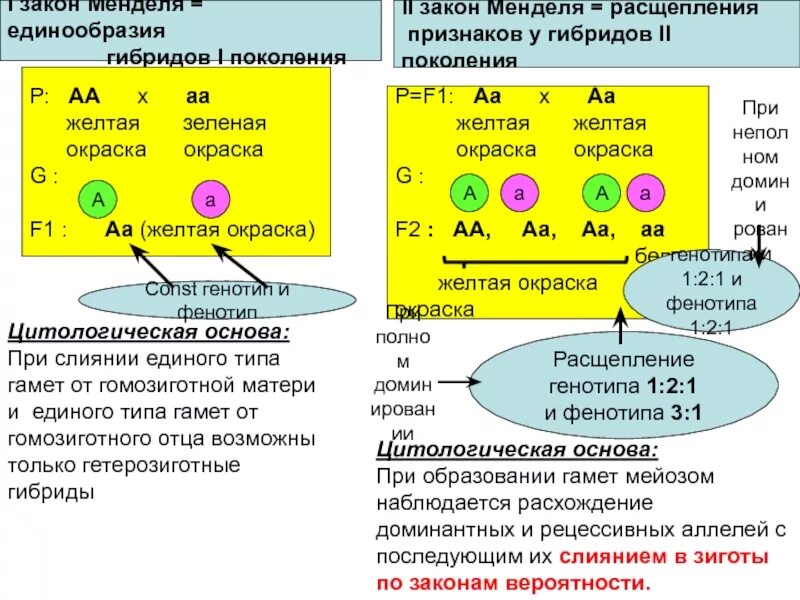 Генотип потомства аа аа аа аа. Аа аа генотип. генотип желтой окраски. первый закон менделя закон единообразия гибридов первого поколения. законы менделя схема.