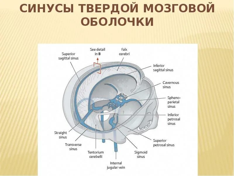 Синусы оболочки головного мозга. Синусы твердой мозговой оболочки Сема. Синусы твердой мозговой оболочки схема. Твердая мозговая оболочка головного мозга схема. Три отростка твердой мозговой оболочки.