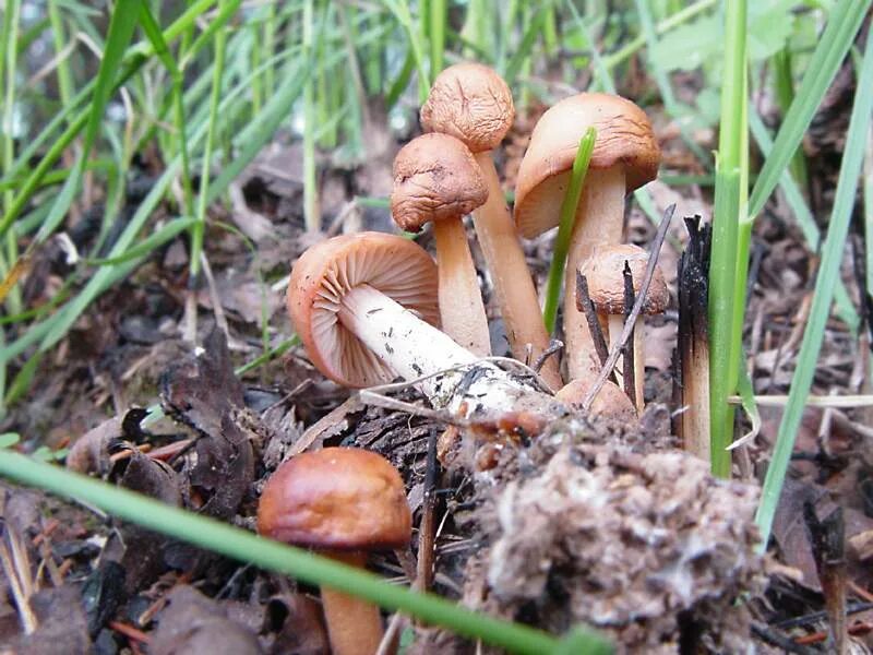 Какие грибы в начале. Грибы в начале июня. Грибы в начале лета. Грибы Калужской области в начале июня. Грибы в начале июня фото.